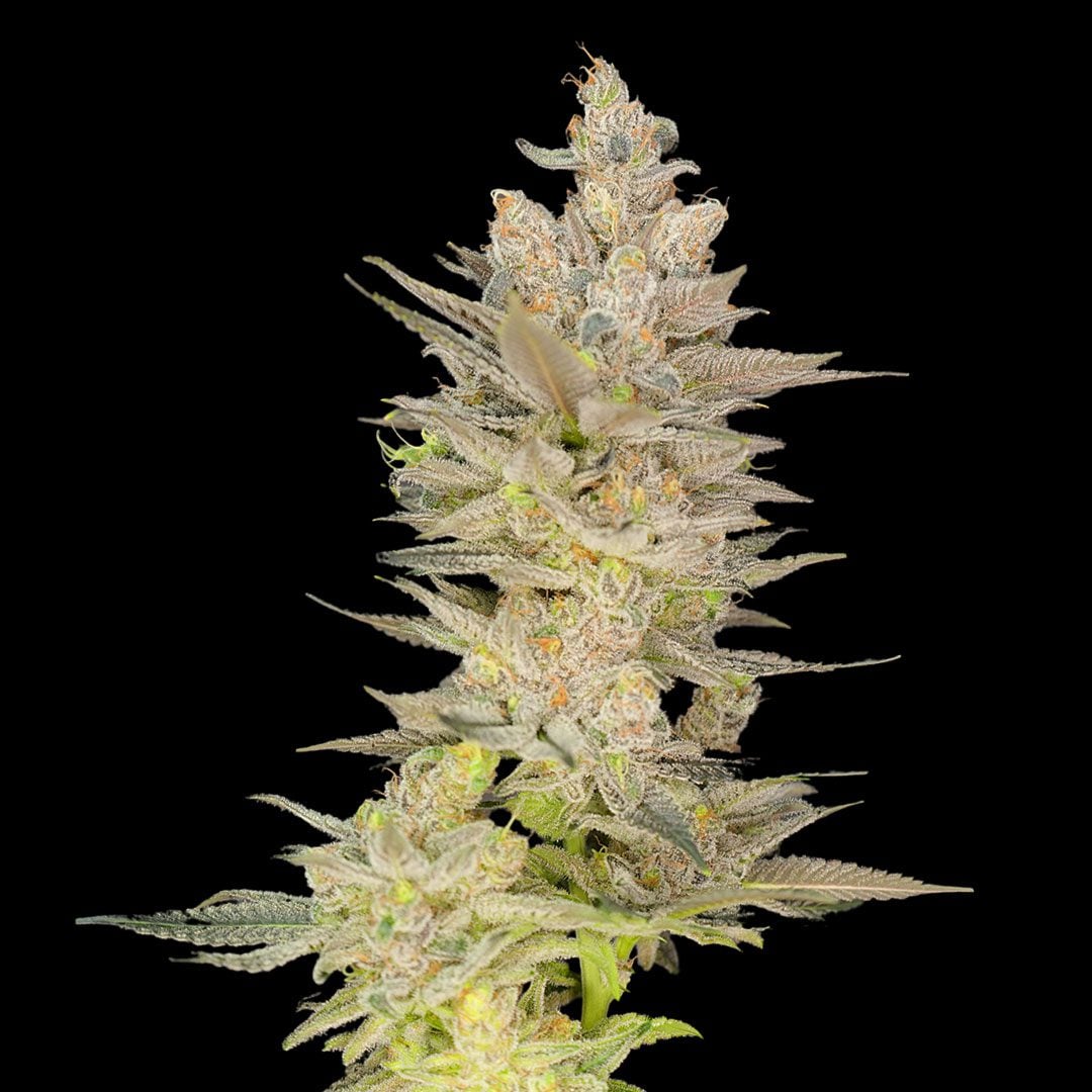 Blackberry Banana Kush - 14er Boulder Cannabis Dispensary